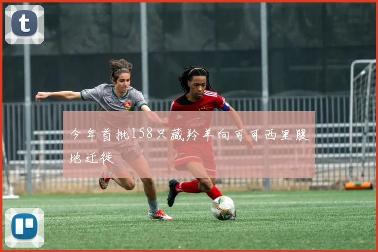 今年首批158只藏羚羊向可可西里腹地迁徙